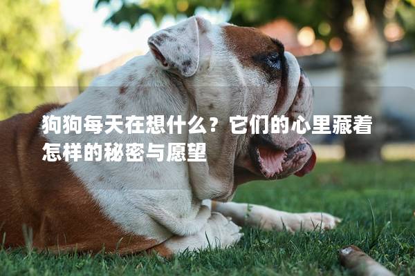 狗狗每天在想什么？它们的心里藏着怎样的秘密与愿望