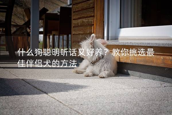 什么狗聪明听话又好养？教你挑选最佳伴侣犬的方法