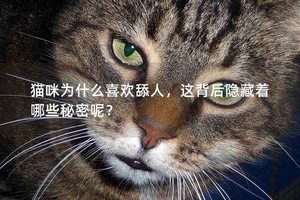 猫咪为什么喜欢舔人，这背后隐藏着哪些秘密呢？