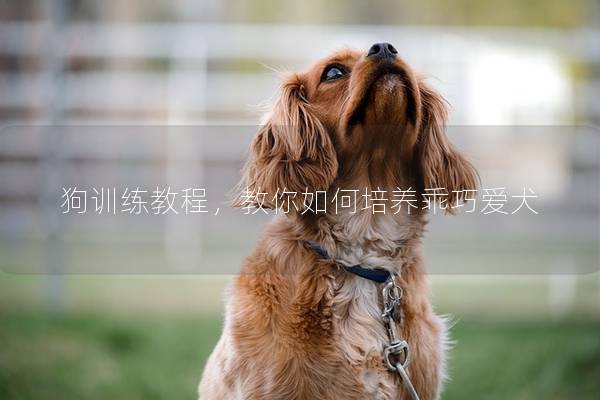 狗训练教程，教你如何培养乖巧爱犬