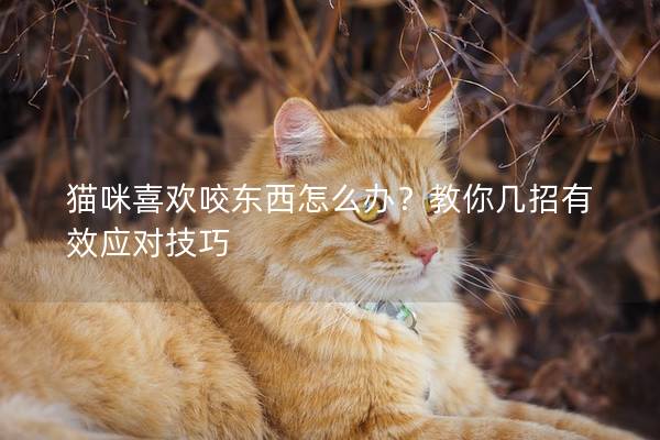 猫咪喜欢咬东西怎么办？教你几招有效应对技巧