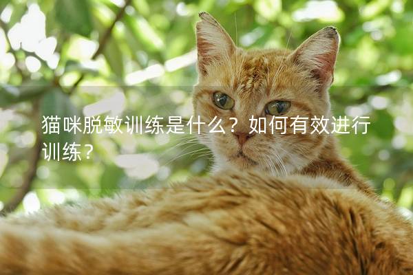 猫咪脱敏训练是什么？如何有效进行训练？