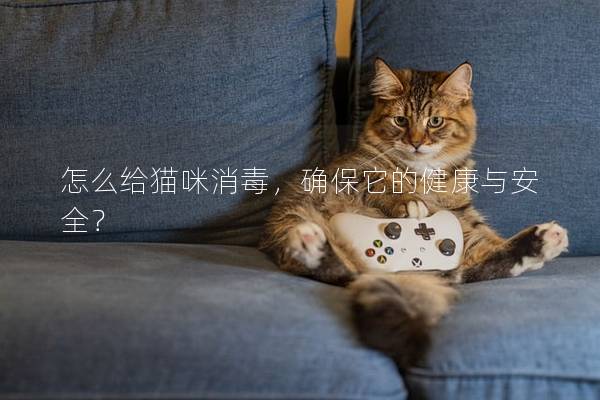 怎么给猫咪消毒，确保它的健康与安全？