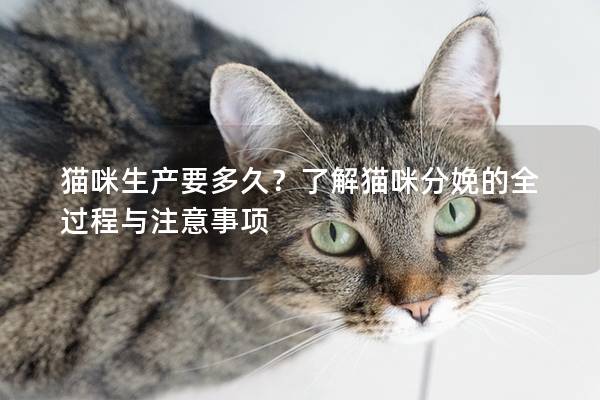 猫咪生产要多久？了解猫咪分娩的全过程与注意事项