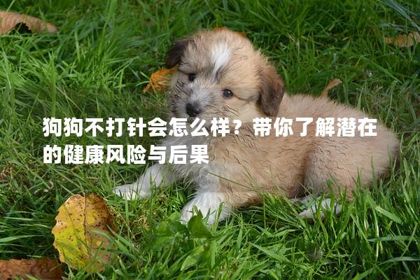 狗狗不打针会怎么样？带你了解潜在的健康风险与后果