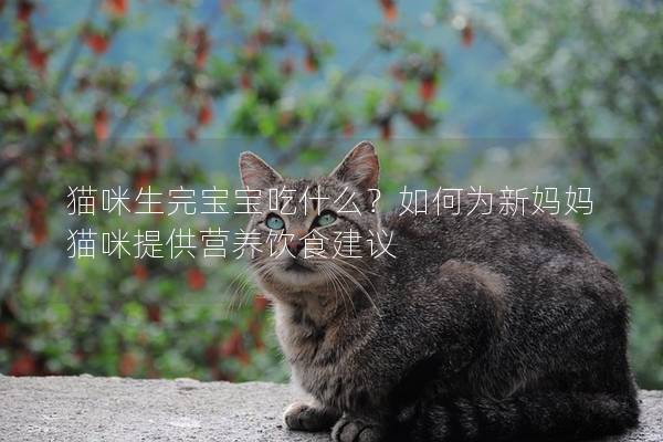 猫咪生完宝宝吃什么？如何为新妈妈猫咪提供营养饮食建议