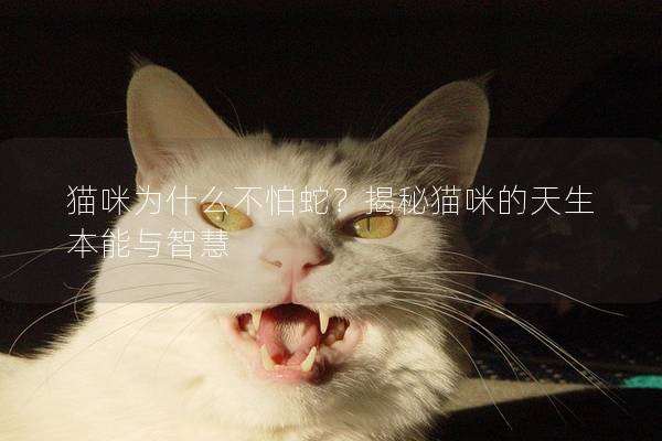 猫咪为什么不怕蛇？揭秘猫咪的天生本能与智慧