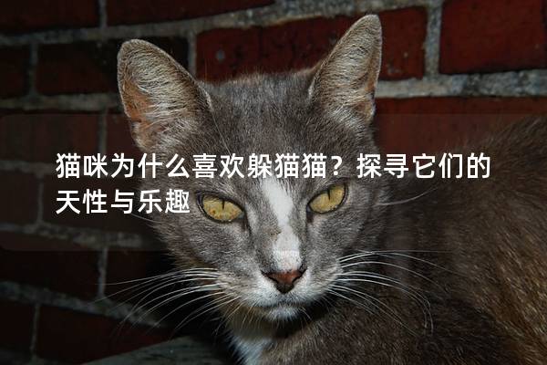 猫咪为什么喜欢躲猫猫？探寻它们的天性与乐趣