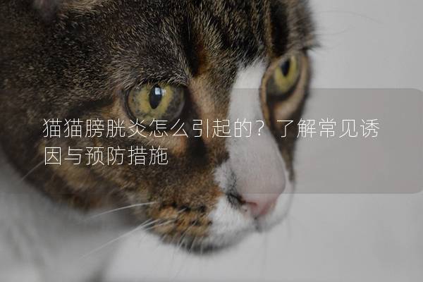 猫猫膀胱炎怎么引起的？了解常见诱因与预防措施