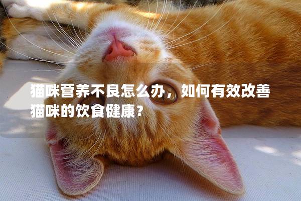 猫咪营养不良怎么办，如何有效改善猫咪的饮食健康？