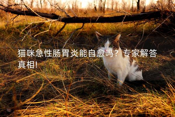 猫咪急性肠胃炎能自愈吗？专家解答真相!