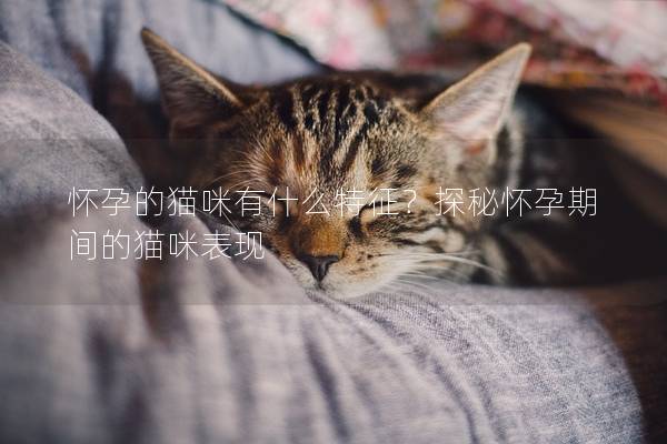 怀孕的猫咪有什么特征？探秘怀孕期间的猫咪表现