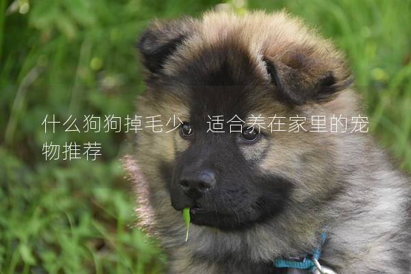 什么狗狗掉毛少，适合养在家里的宠物推荐