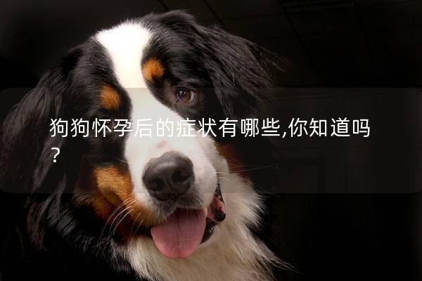 狗狗怀孕后的症状有哪些,你知道吗？