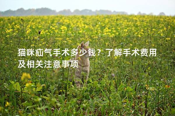 猫咪疝气手术多少钱？了解手术费用及相关注意事项