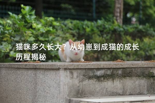 猫咪多久长大？从幼崽到成猫的成长历程揭秘