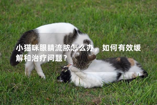 小猫咪眼睛流脓怎么办，如何有效缓解和治疗问题？