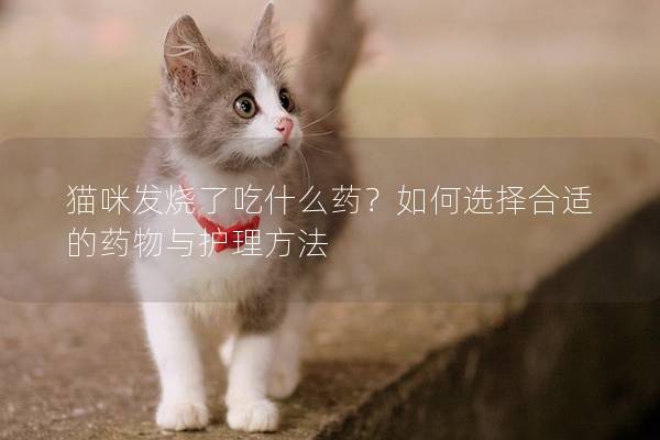 猫咪发烧了吃什么药？如何选择合适的药物与护理方法