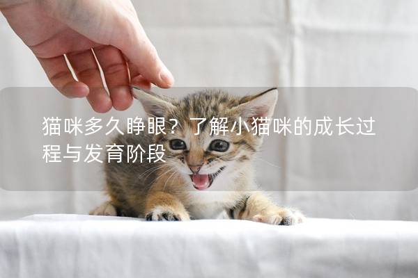 猫咪多久睁眼？了解小猫咪的成长过程与发育阶段