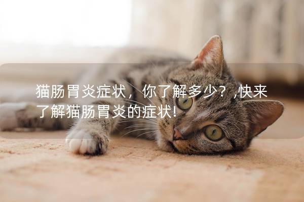 猫肠胃炎症状，你了解多少？,快来了解猫肠胃炎的症状!