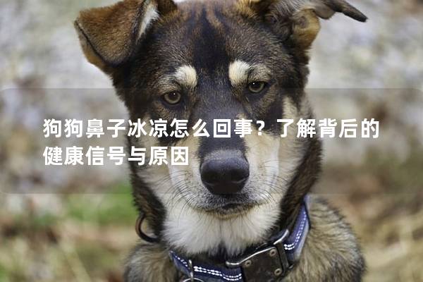 狗狗鼻子冰凉怎么回事？了解背后的健康信号与原因