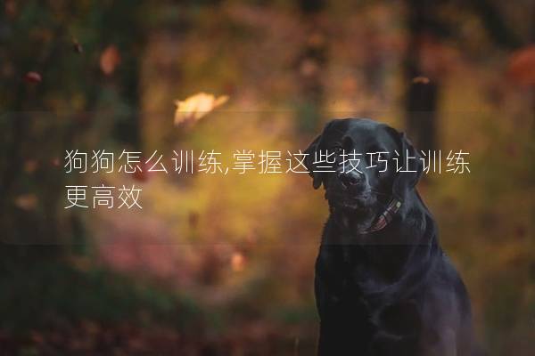 狗狗怎么训练,掌握这些技巧让训练更高效