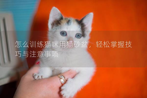 怎么训练猫咪用猫砂盆，轻松掌握技巧与注意事项