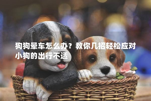 狗狗晕车怎么办？教你几招轻松应对小狗的出行不适