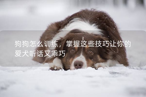 狗狗怎么训练，掌握这些技巧让你的爱犬听话又乖巧