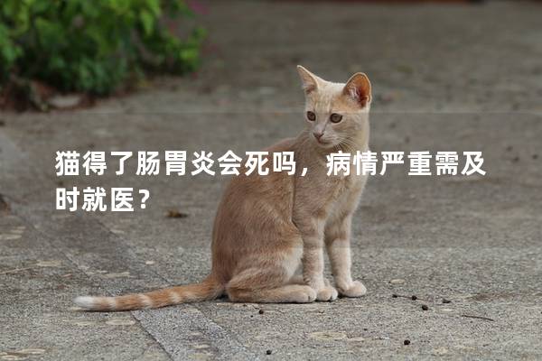 猫得了肠胃炎会死吗，病情严重需及时就医？