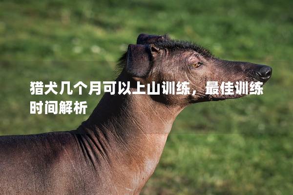 猎犬几个月可以上山训练，最佳训练时间解析