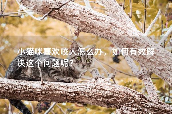 小猫咪喜欢咬人怎么办，如何有效解决这个问题呢？