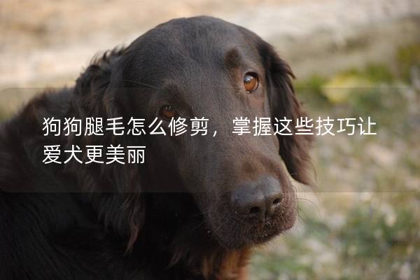 狗狗腿毛怎么修剪，掌握这些技巧让爱犬更美丽