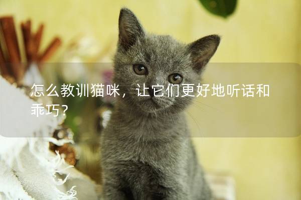 怎么教训猫咪，让它们更好地听话和乖巧？