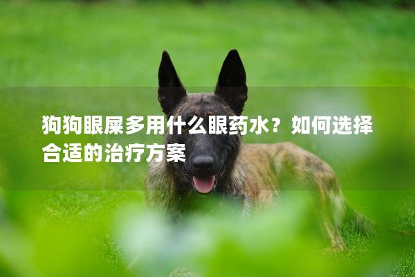 狗狗眼屎多用什么眼药水？如何选择合适的治疗方案