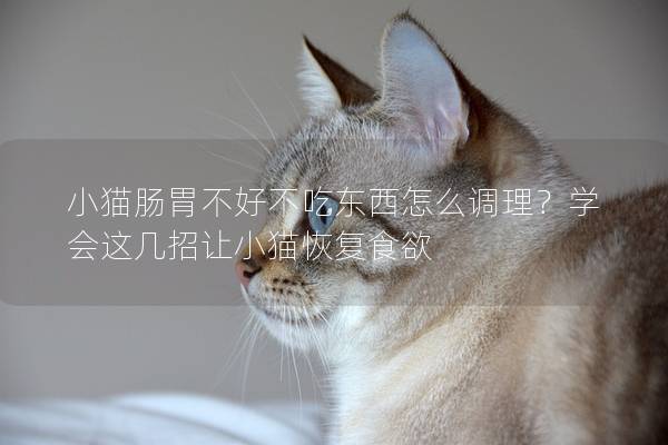 小猫肠胃不好不吃东西怎么调理？学会这几招让小猫恢复食欲