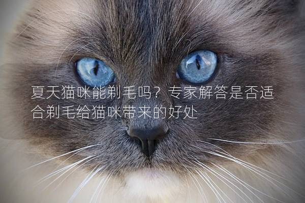 夏天猫咪能剃毛吗？专家解答是否适合剃毛给猫咪带来的好处