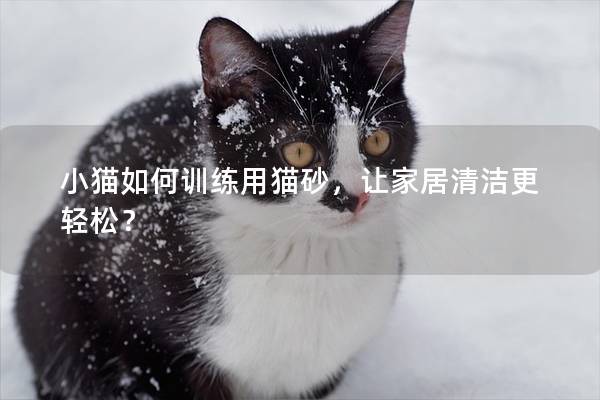 小猫如何训练用猫砂，让家居清洁更轻松？