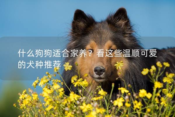 什么狗狗适合家养？看这些温顺可爱的犬种推荐