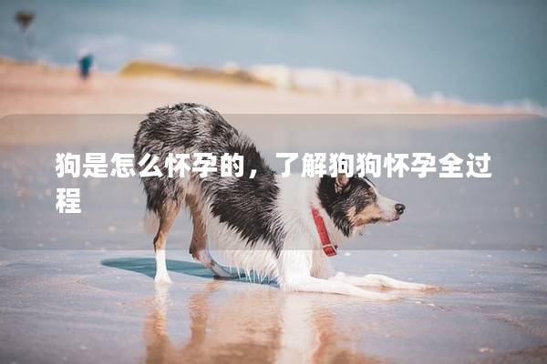 狗是怎么怀孕的，了解狗狗怀孕全过程