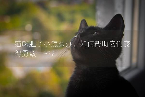 猫咪胆子小怎么办，如何帮助它们变得勇敢一些？