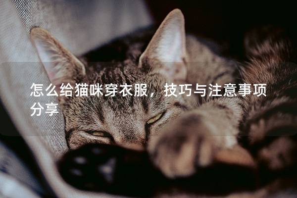 怎么给猫咪穿衣服，技巧与注意事项分享