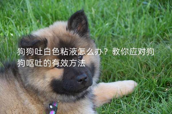 狗狗吐白色粘液怎么办？教你应对狗狗呕吐的有效方法