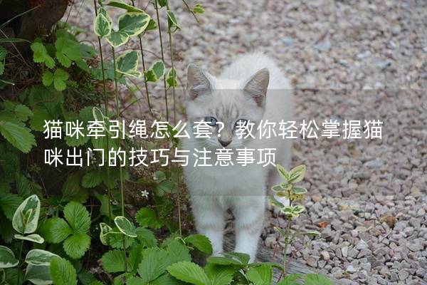 猫咪牵引绳怎么套？教你轻松掌握猫咪出门的技巧与注意事项