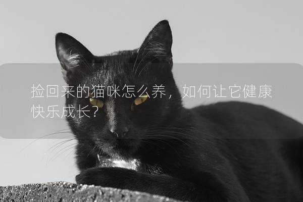 捡回来的猫咪怎么养，如何让它健康快乐成长？