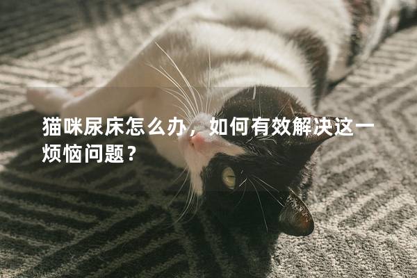 猫咪尿床怎么办，如何有效解决这一烦恼问题？