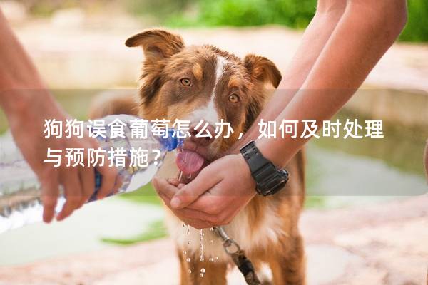 狗狗误食葡萄怎么办，如何及时处理与预防措施？