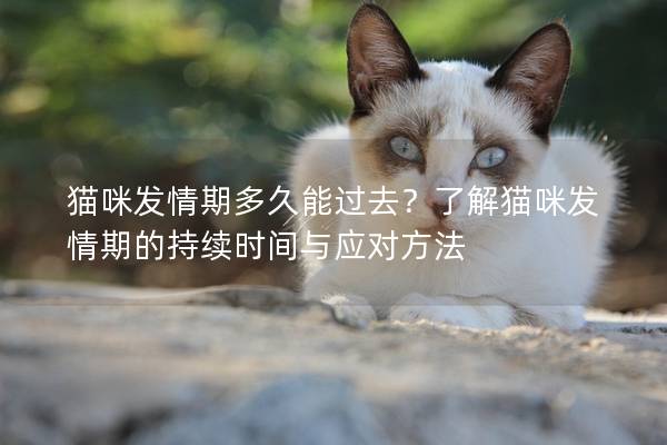 猫咪发情期多久能过去？了解猫咪发情期的持续时间与应对方法