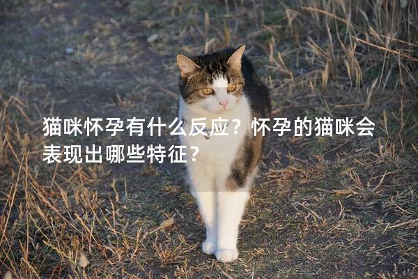 猫咪怀孕有什么反应？怀孕的猫咪会表现出哪些特征？