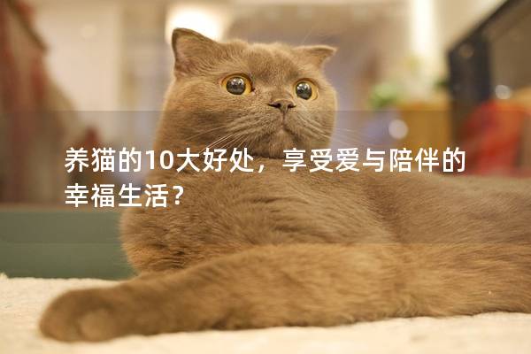 养猫的10大好处，享受爱与陪伴的幸福生活？